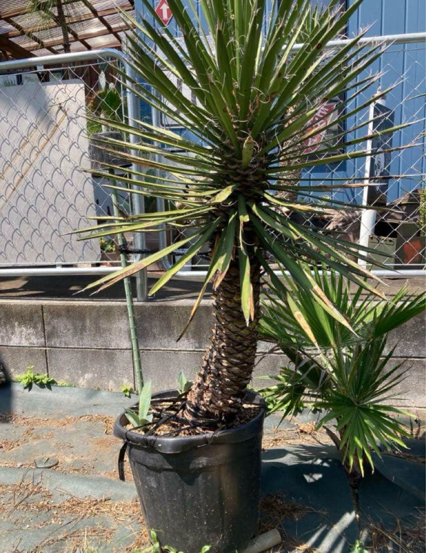 耐寒性ユッカ　フィリフェラ太大株◇ドライガーデン南国アガベ多肉サボテン　ヤシ島