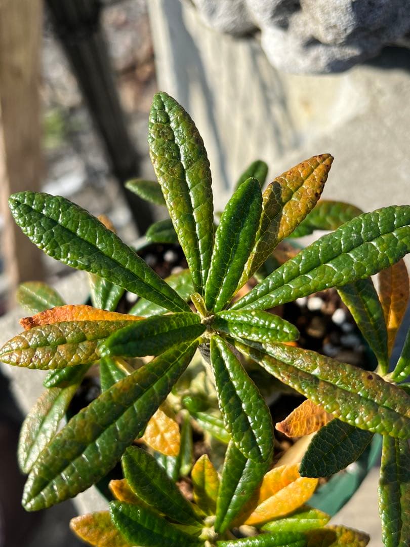 ドルステニアギガス　dorsteniagigas 沖縄実生株　2024塊根部極太