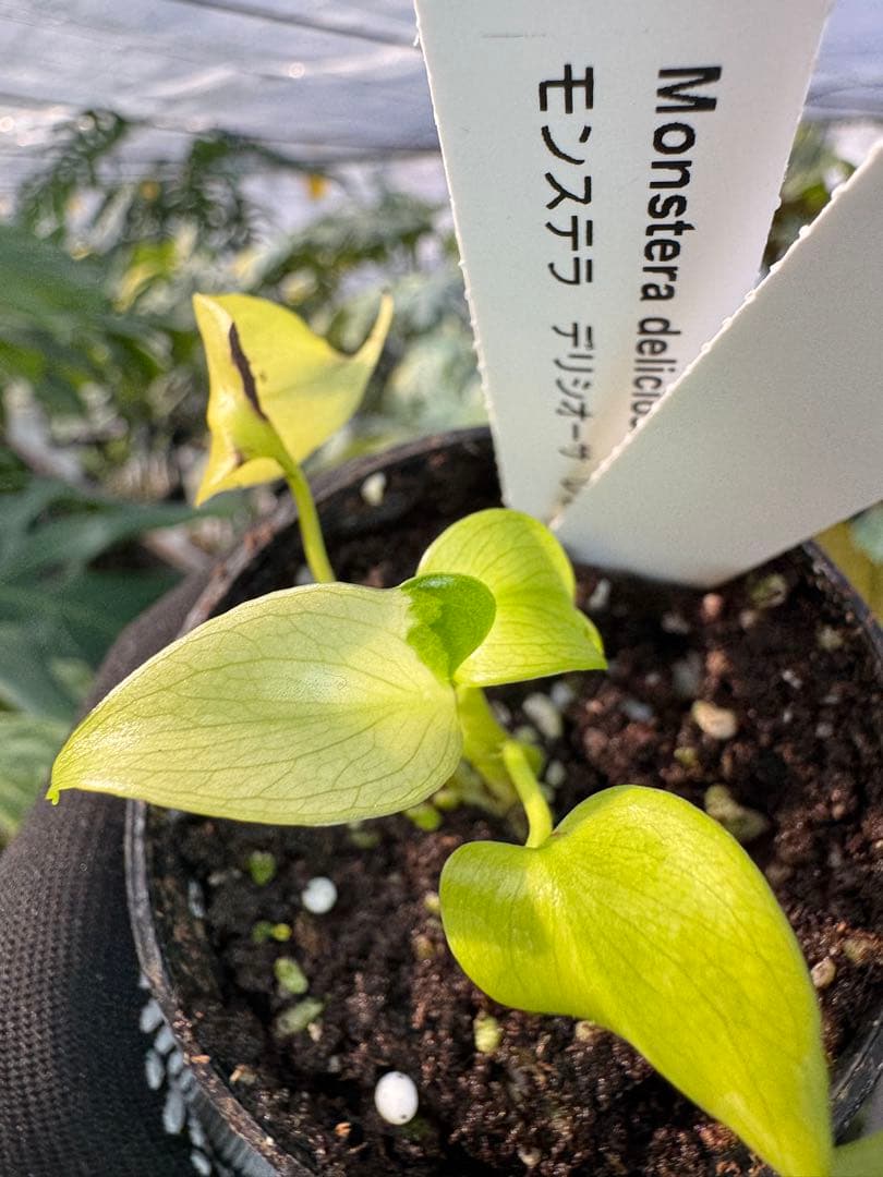 6 モンステラ　デリシオーサ　レオンライム　レモンライム