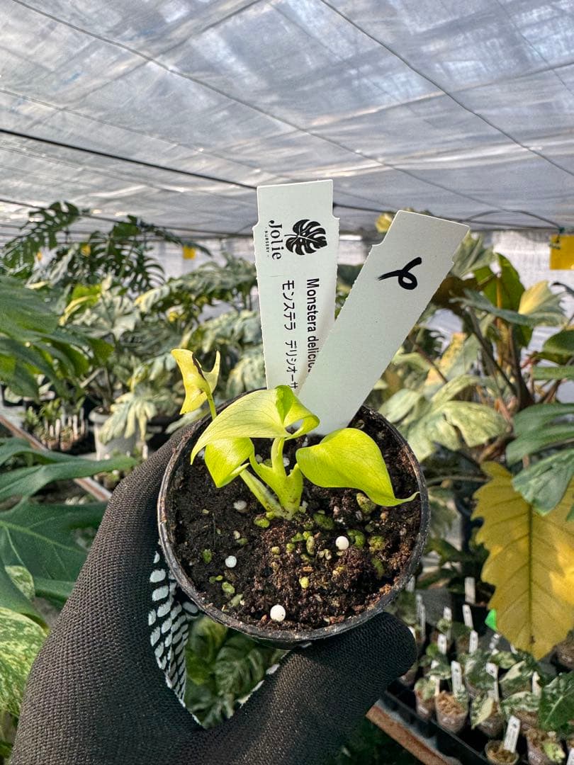 6 モンステラ　デリシオーサ　レオンライム　レモンライム