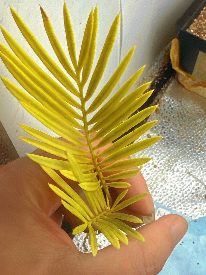 中*道様 B272黄色の羽状葉の観葉植物、ソテツ錦、稀有株