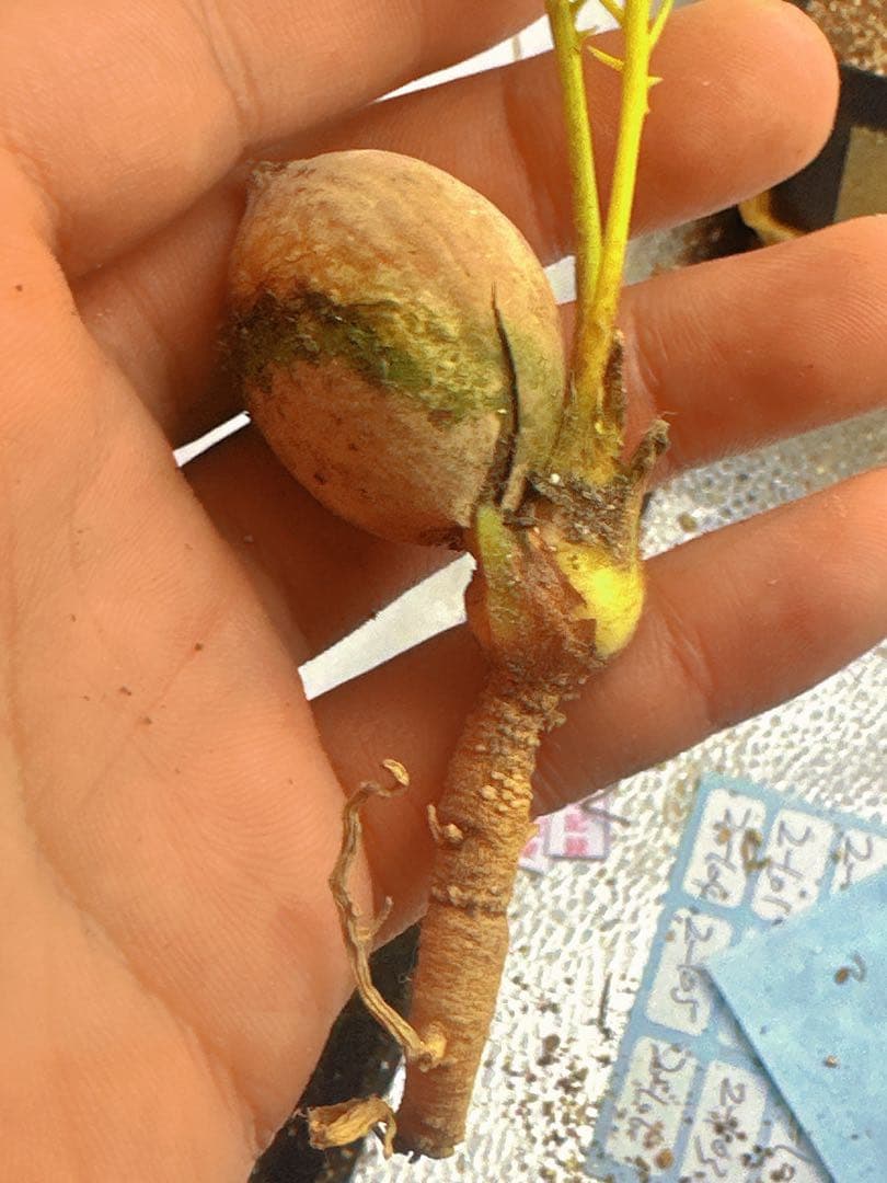 中*道様 B272黄色の羽状葉の観葉植物、ソテツ錦、稀有株