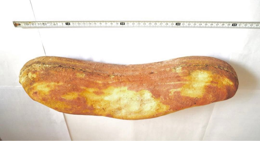 一億数千年前の獰猛・絶滅古代魚ヴィンクティフェルの希少美ネガポジ大型化石