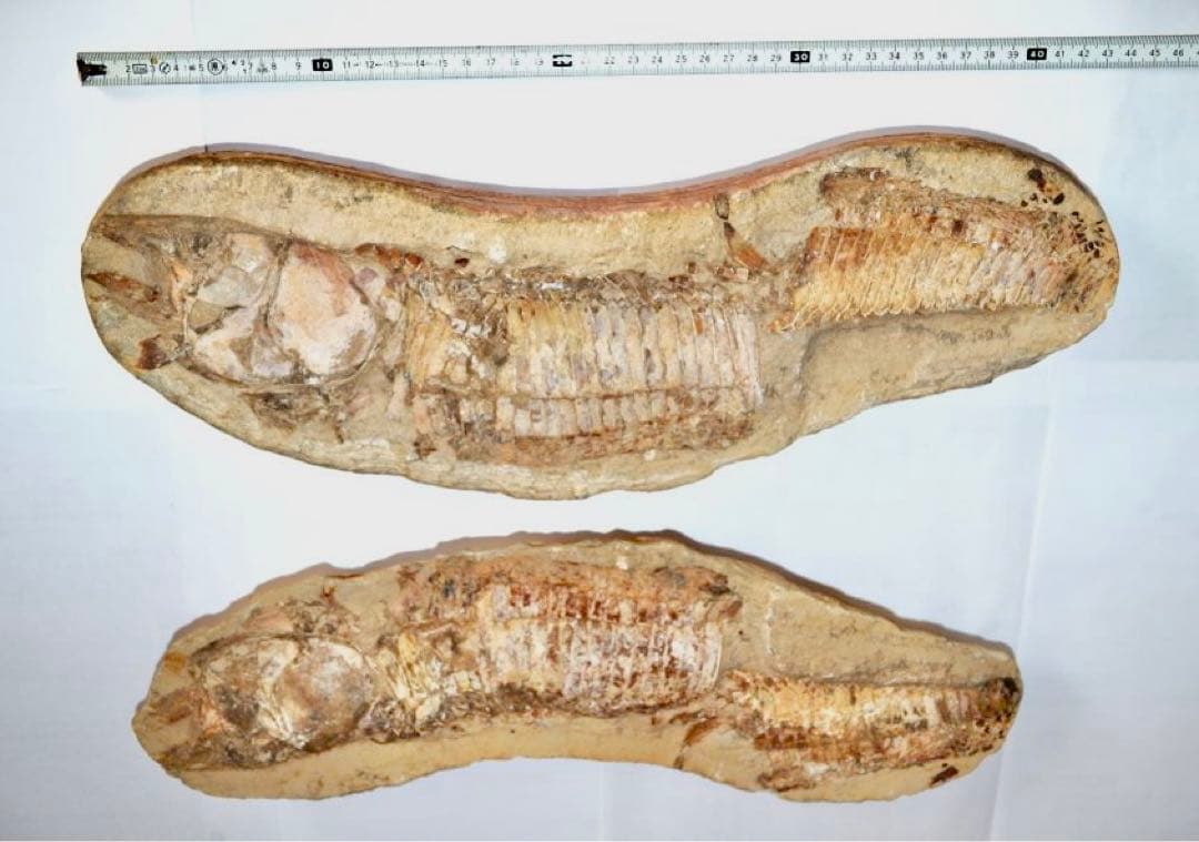 一億数千年前の獰猛・絶滅古代魚ヴィンクティフェルの希少美ネガポジ大型化石