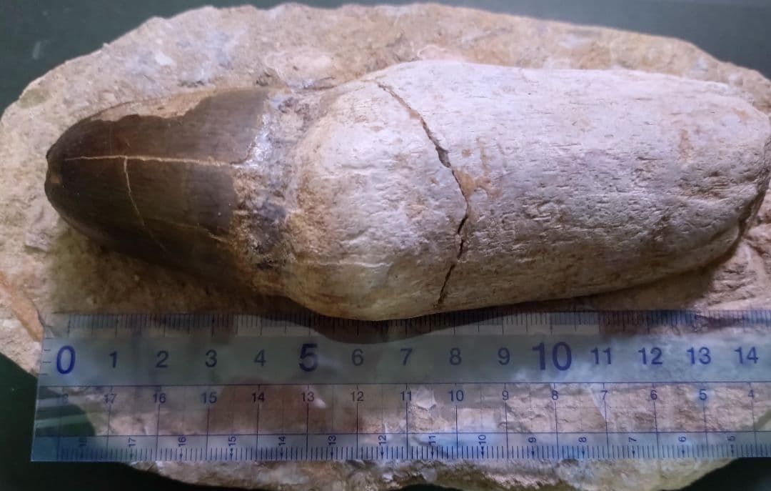 【特大プログナソドン】モササウルスの歯14cmオーバー1.8kg歯根岩盤付