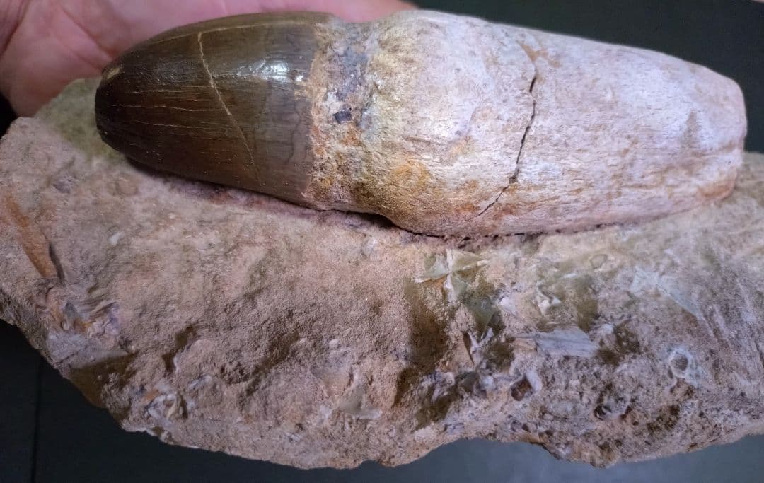 【特大プログナソドン】モササウルスの歯14cmオーバー1.8kg歯根岩盤付