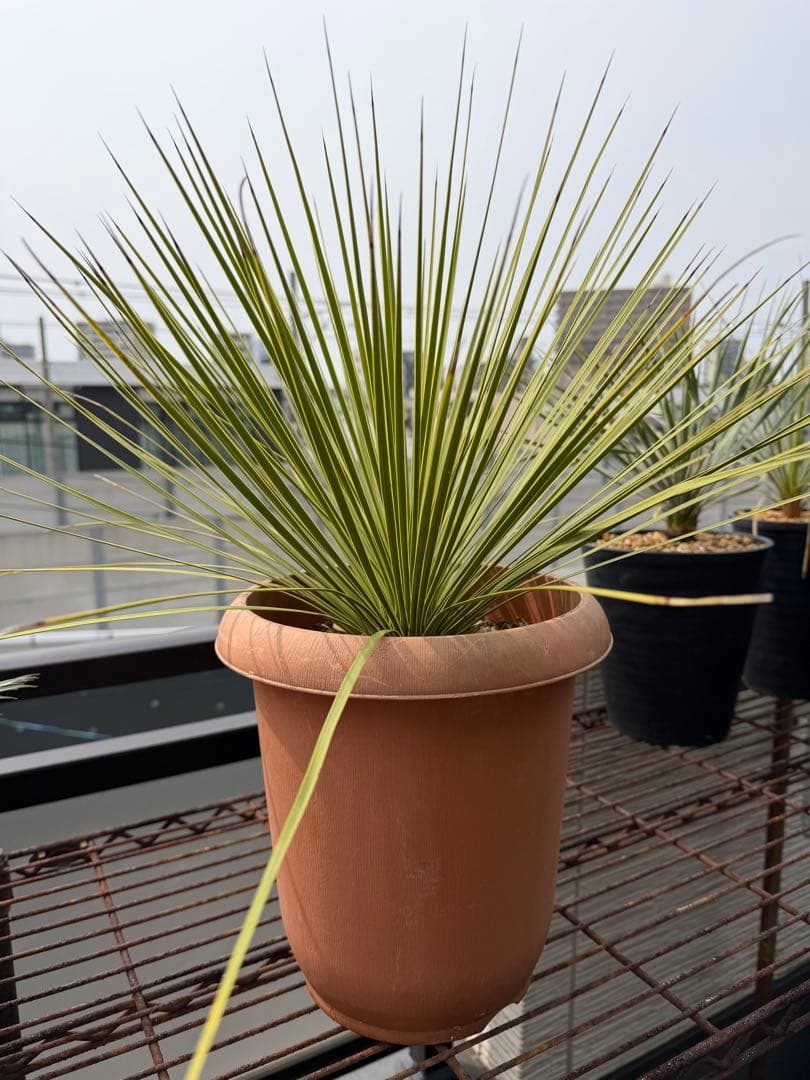 【タイムセール】ユッカ・トンプソニアーナ / レア ロストラータ