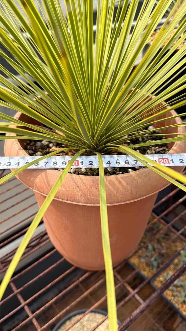 【タイムセール】ユッカ・トンプソニアーナ / レア ロストラータ