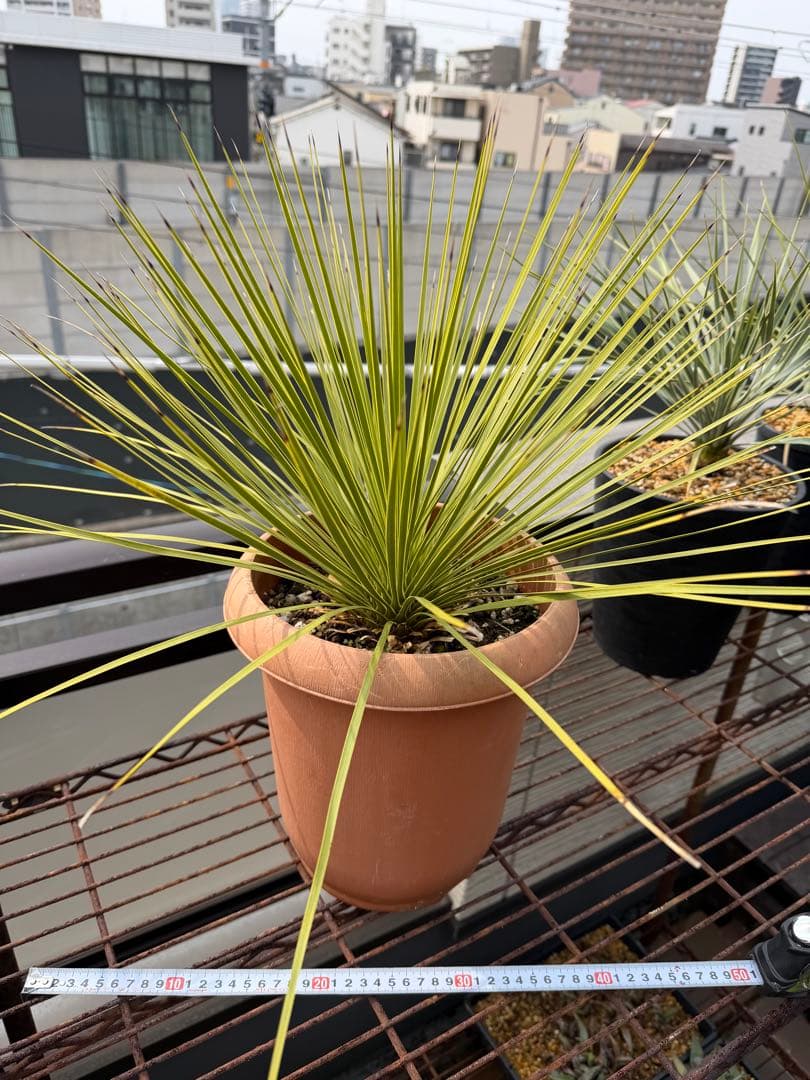 【タイムセール】ユッカ・トンプソニアーナ / レア ロストラータ