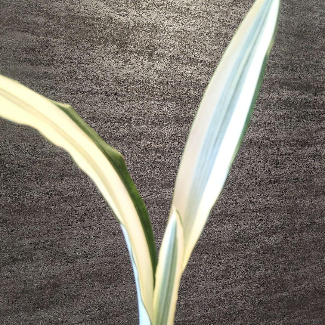 祥製作　ビューティークイーン　ラスト1株　輸入株　ロリダ　多肉植物　アガベ