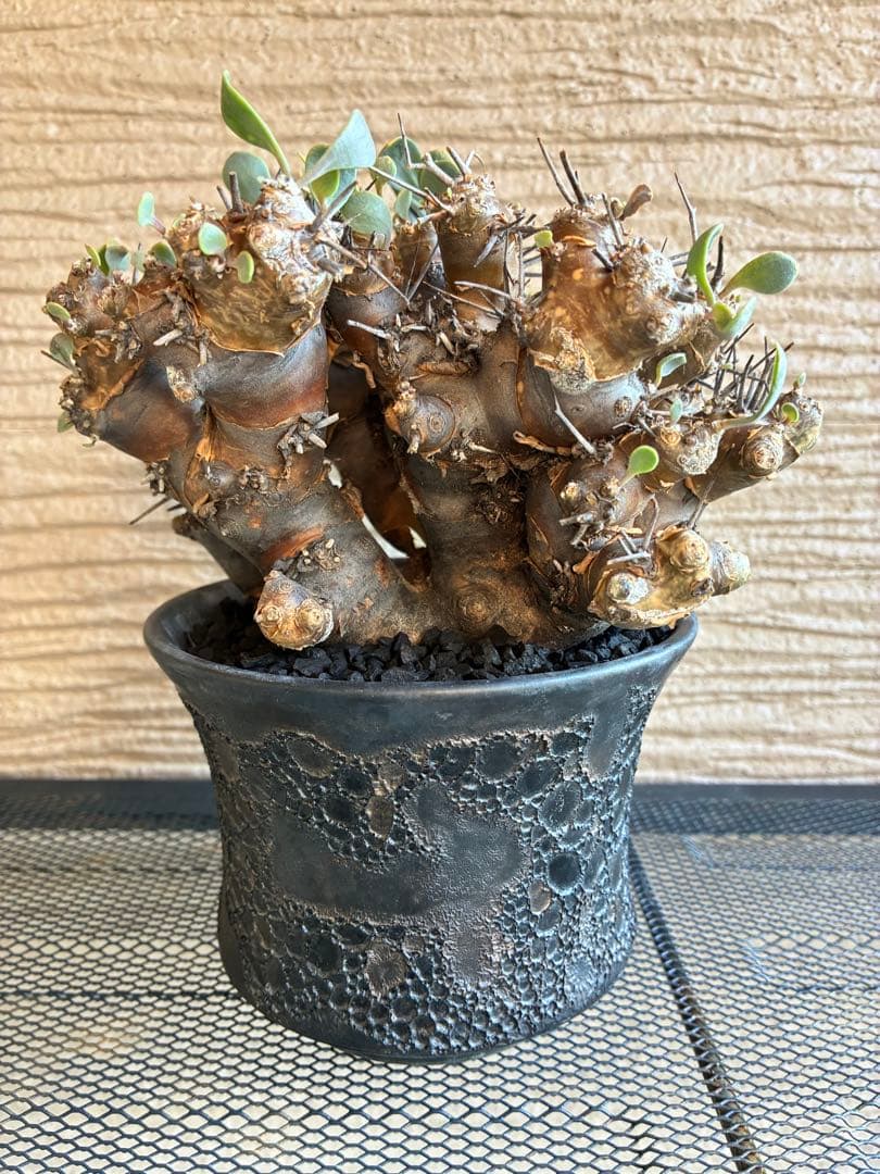 オトンナ ユーフォルビオイデス