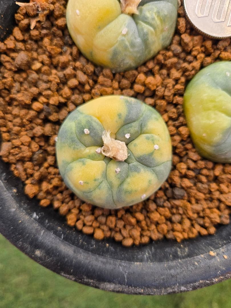 疣銀冠玉 X 疣銀冠玉錦-実生 セット3本