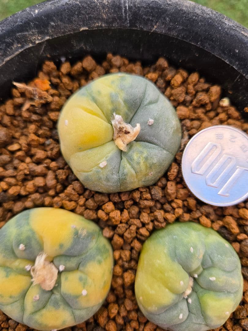 疣銀冠玉 X 疣銀冠玉錦-実生 セット3本