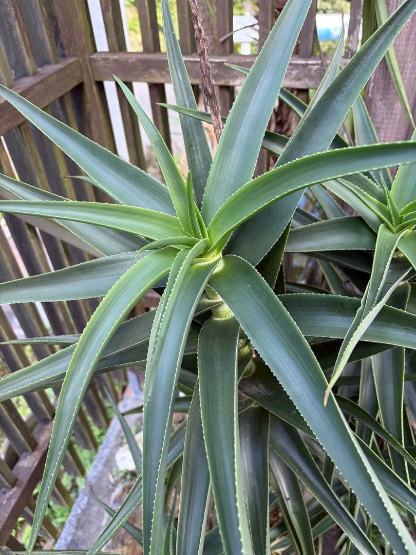 耐寒性アロエ　ストリアツラ複数大株◇ドライガーデン多肉サボテン島アガベ　ユッカ