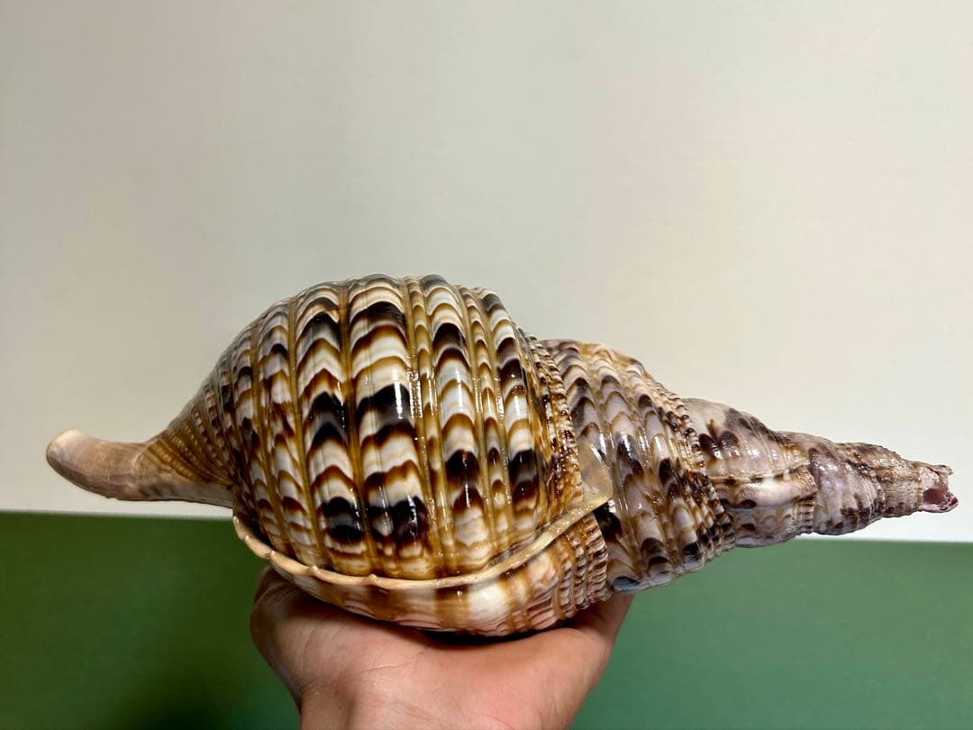 法螺貝30cm 天然そのままの色、厚みのある美しい貝殻です。