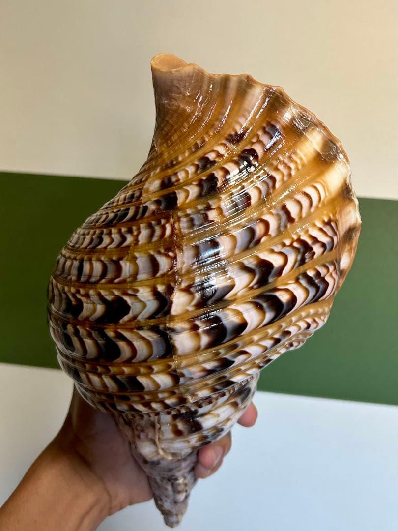 法螺貝30cm 天然そのままの色、厚みのある美しい貝殻です。