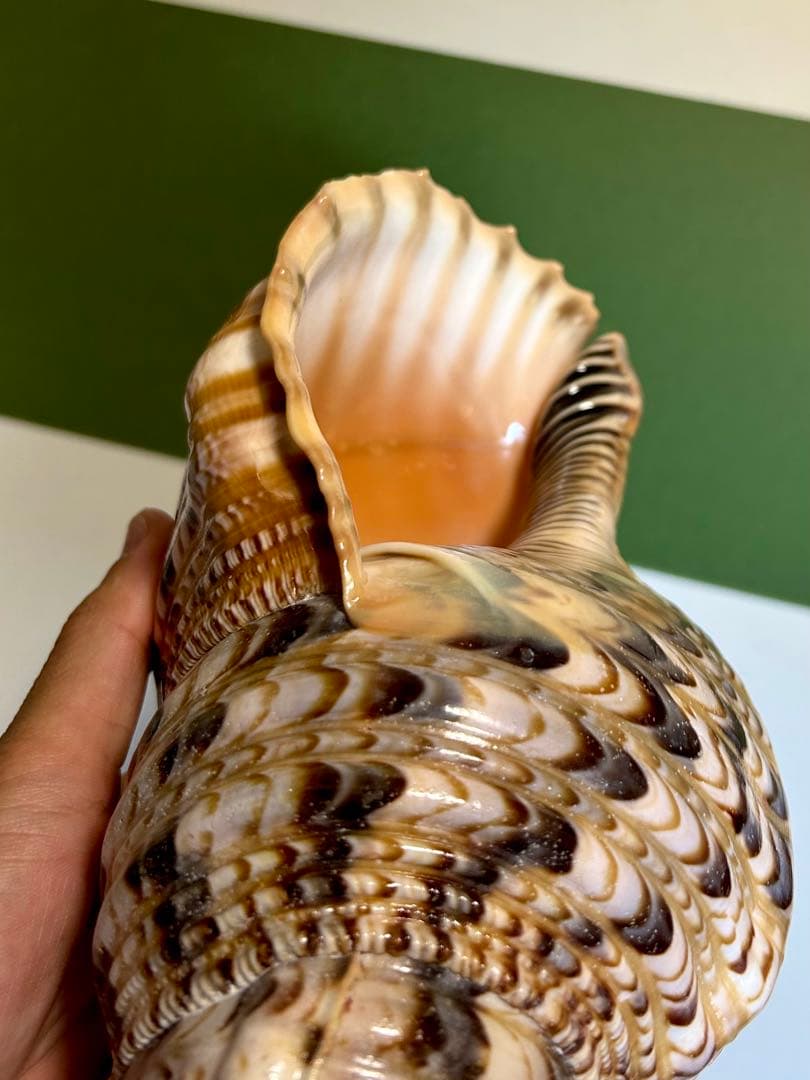 法螺貝30cm 天然そのままの色、厚みのある美しい貝殻です。