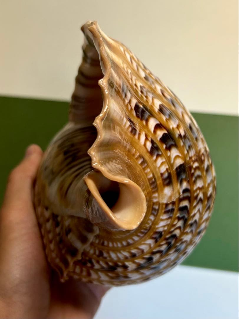 法螺貝30cm 天然そのままの色、厚みのある美しい貝殻です。