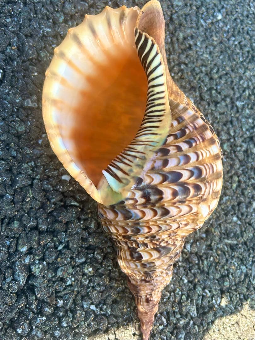 美品　法螺貝　直線31.5cm コレクション