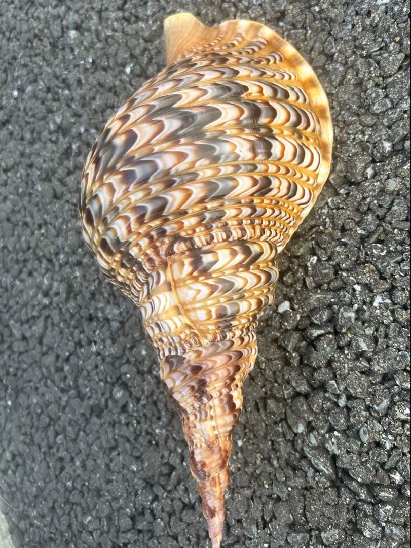 美品　法螺貝　直線31.5cm コレクション