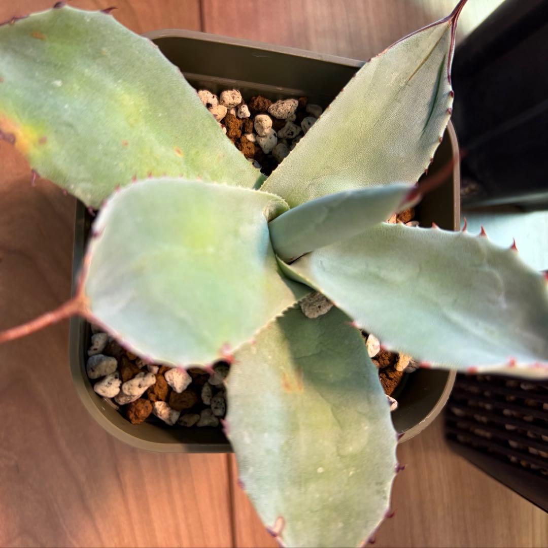 アガベ　美株　パリートランカータ　ハンティントン