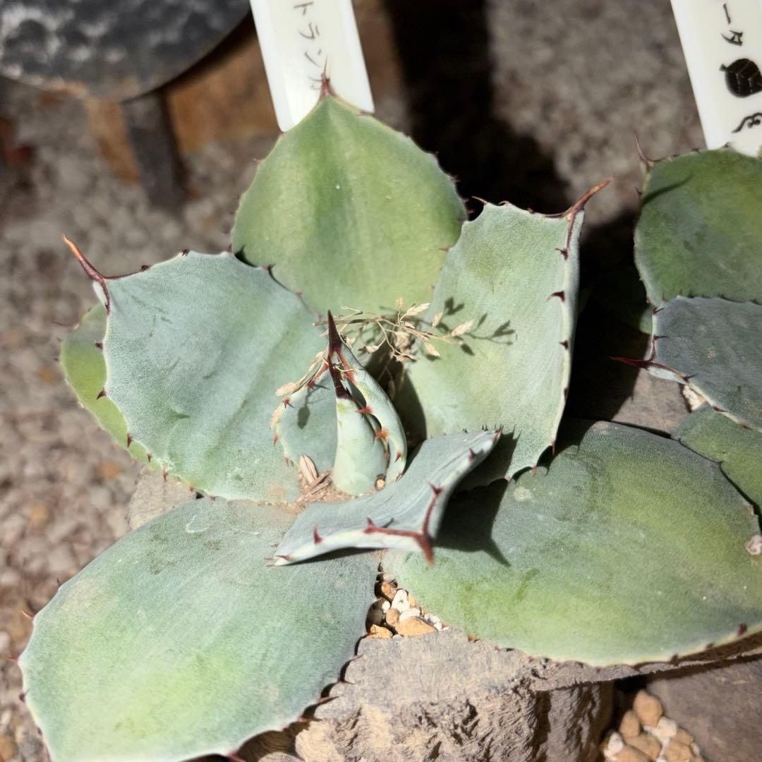 アガベ　美株　パリートランカータ　ハンティントン