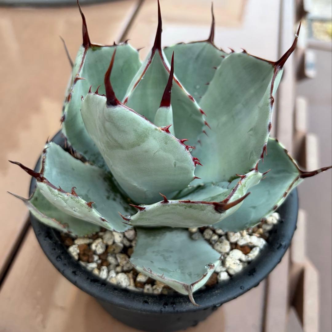 アガベ　美株　パリートランカータ　ハンティントン