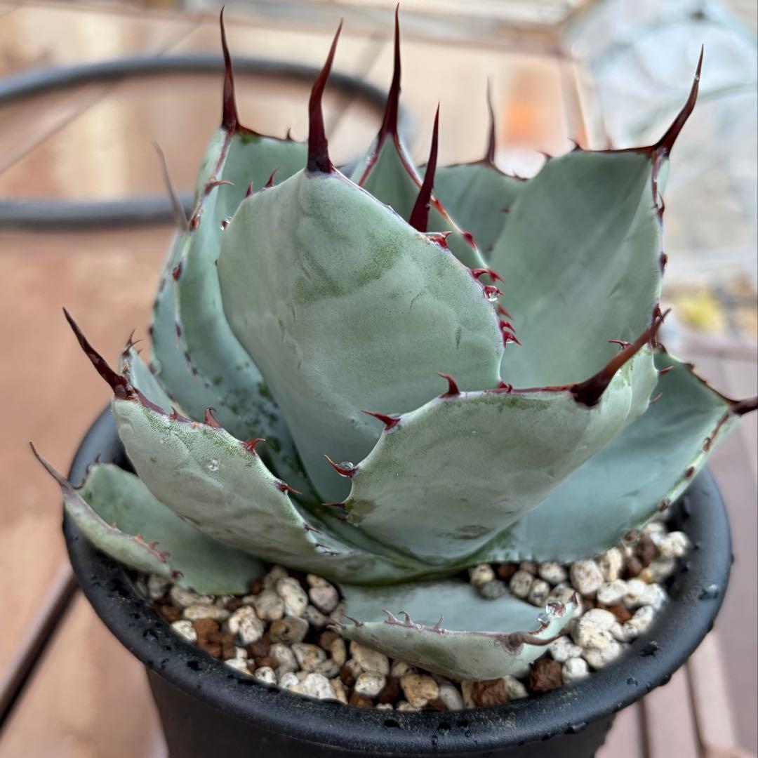 アガベ　美株　パリートランカータ　ハンティントン