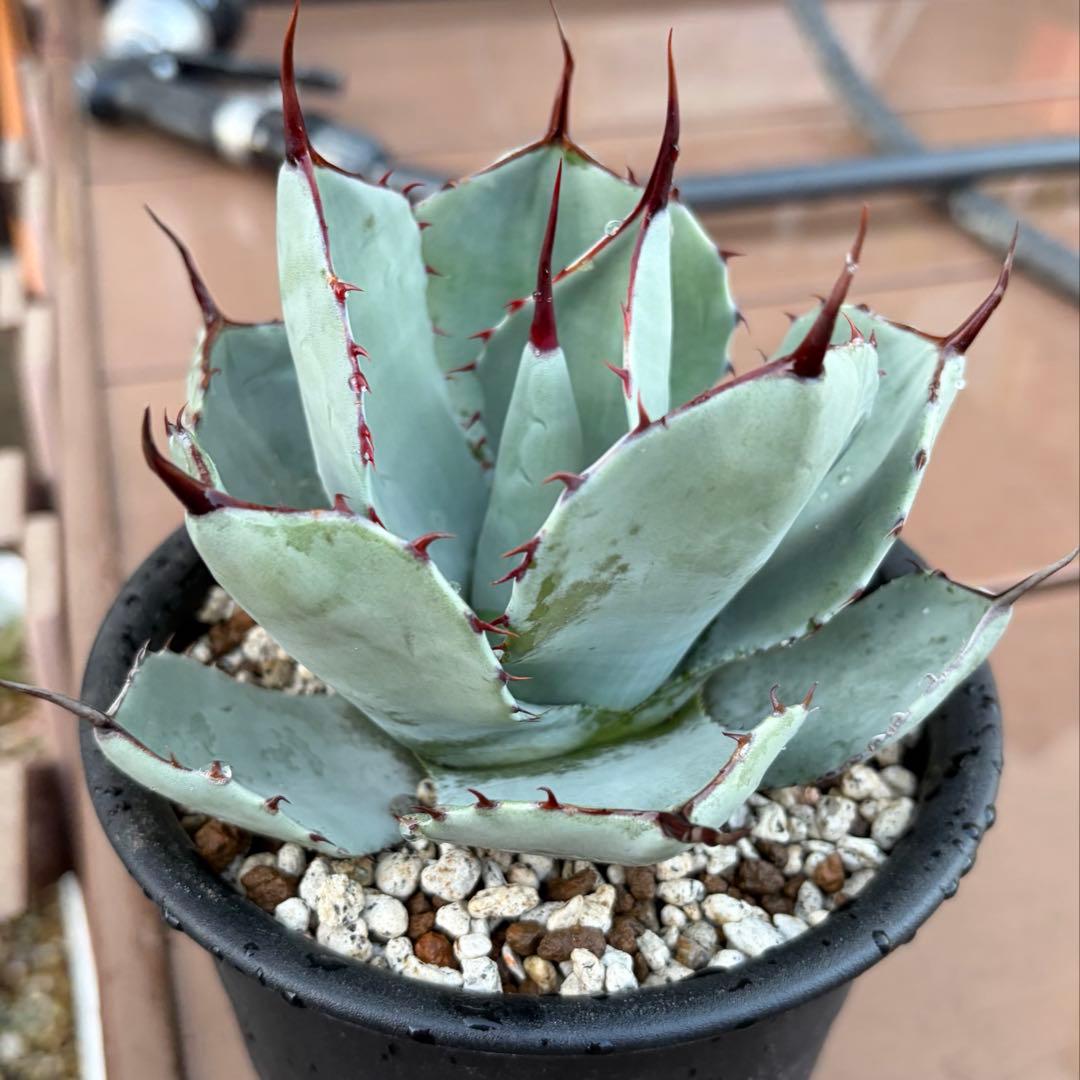 アガベ　美株　パリートランカータ　ハンティントン