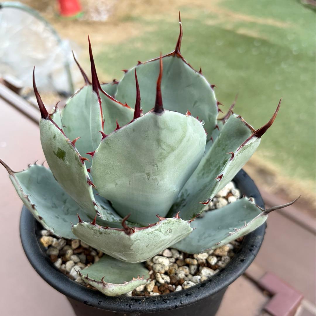 アガベ　美株　パリートランカータ　ハンティントン