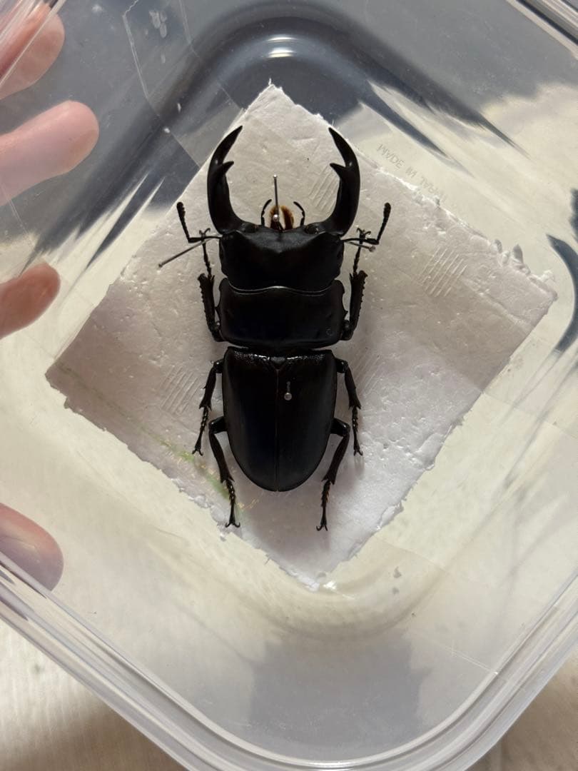 【野外品】滋賀県オオクワガタWD特大サイズ