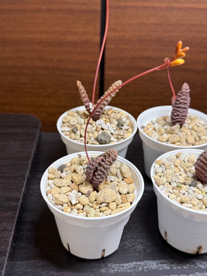 【特価】Bulbine Bruynsiiブルビネブルインシー 10株 つくし玉