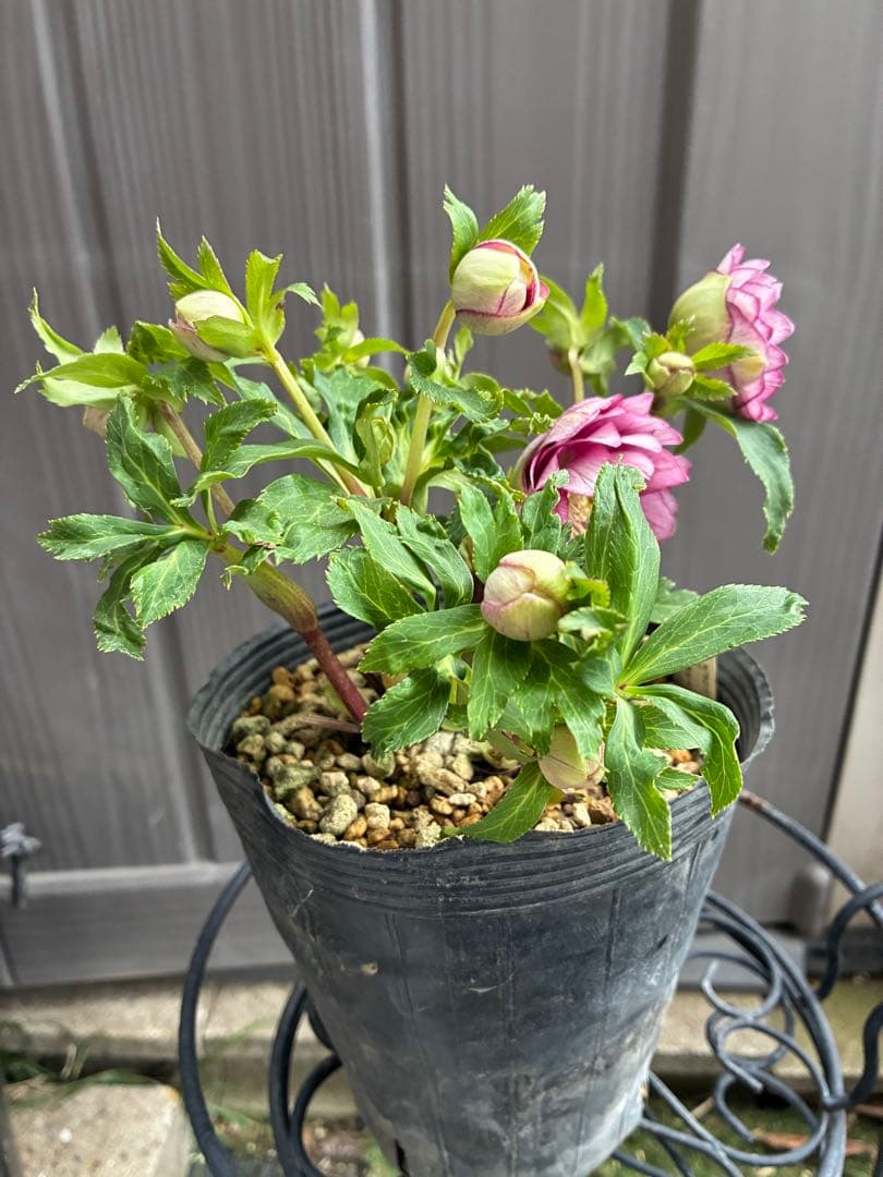 ♡大充実株♡ DDピンクリバーシカップ咲き多花