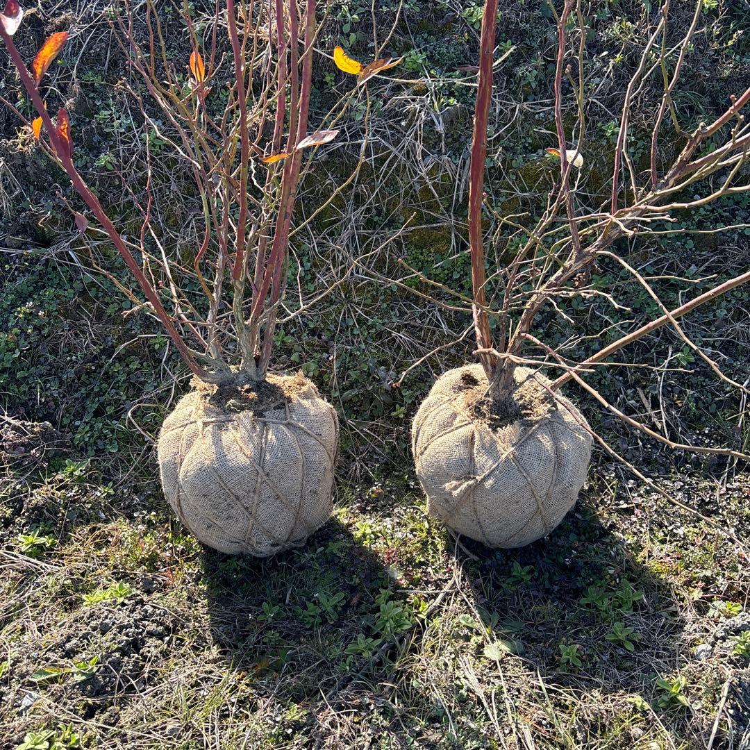 ご注文品　デライト＆コロンブス　ブルーベリー準大苗セット