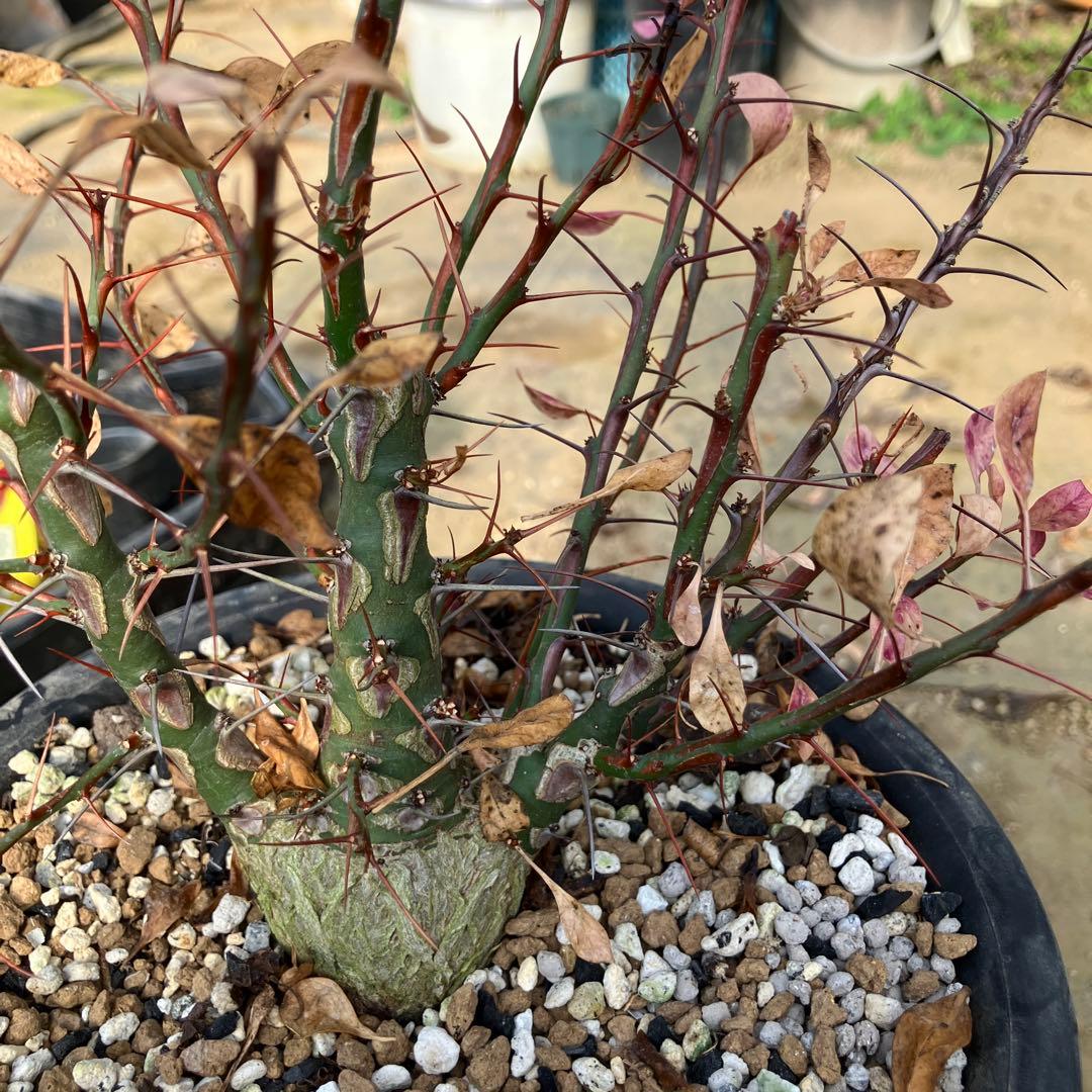 HIROフォークイエリア ファシクラータ