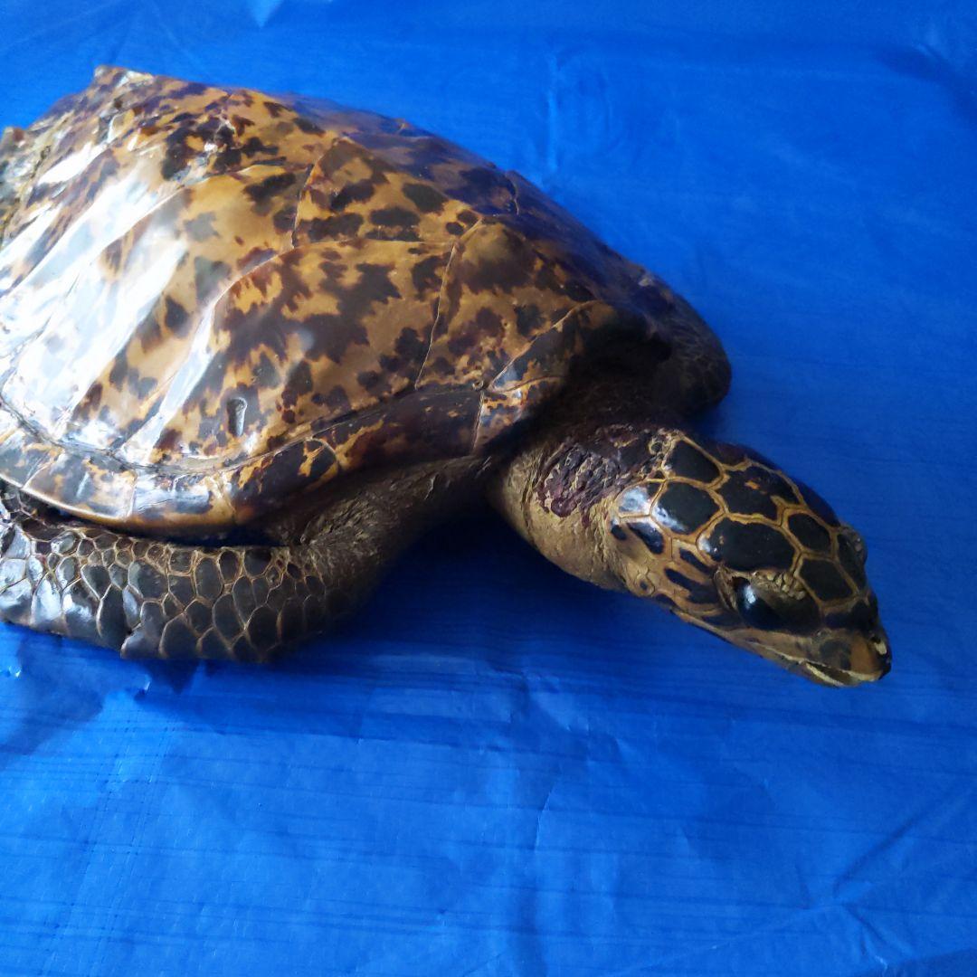 ⑤うみがめ〚タイマイ〛の剥製　 　壁掛けフックつき