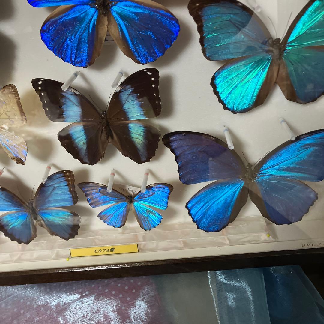 ギラギラモルフォ達