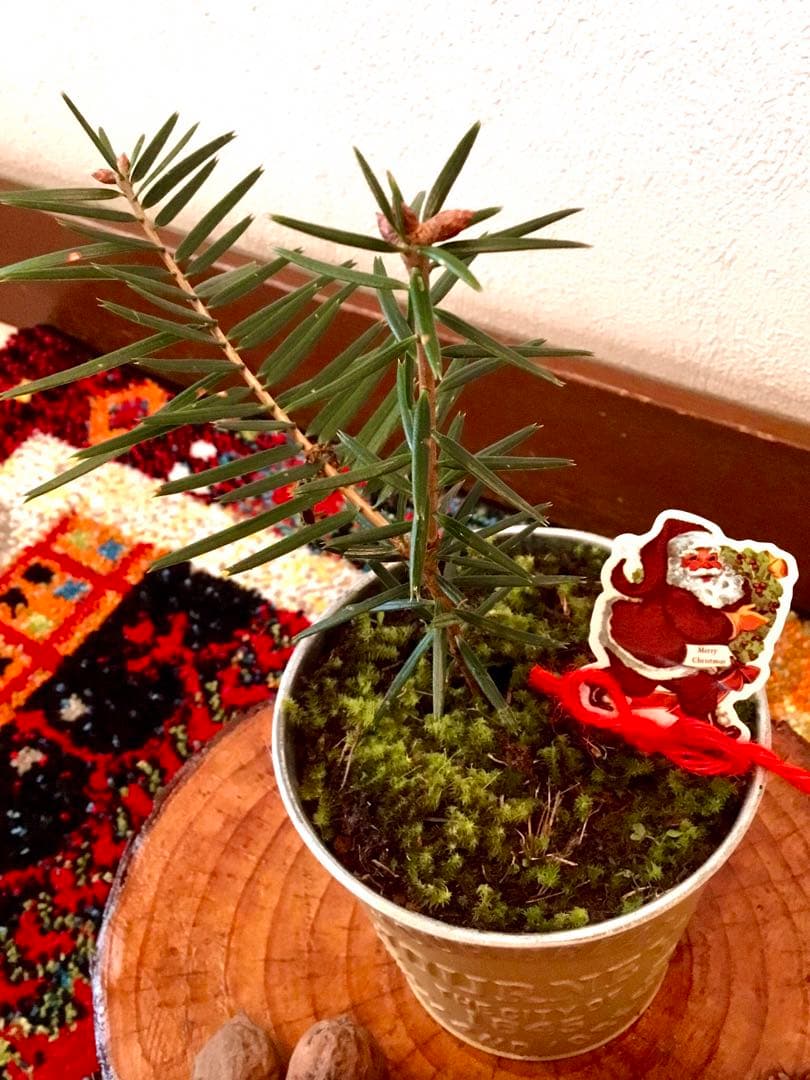 完売　　【天然＊野生の可愛い樅の木さん】もみの木/縁起の善い新芽がどっさり！