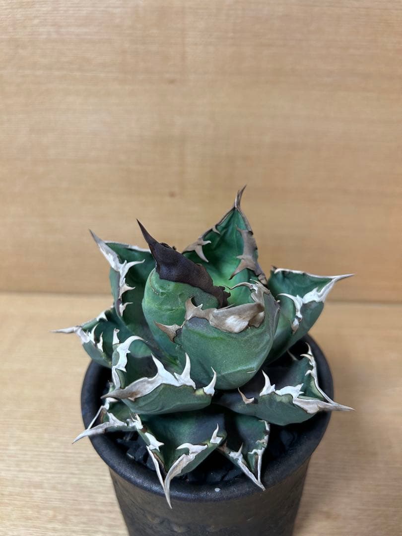 SALE中　アガベチタノタ　ホワイトファイヤーOC株　オテロイ実生　ウリエル実生