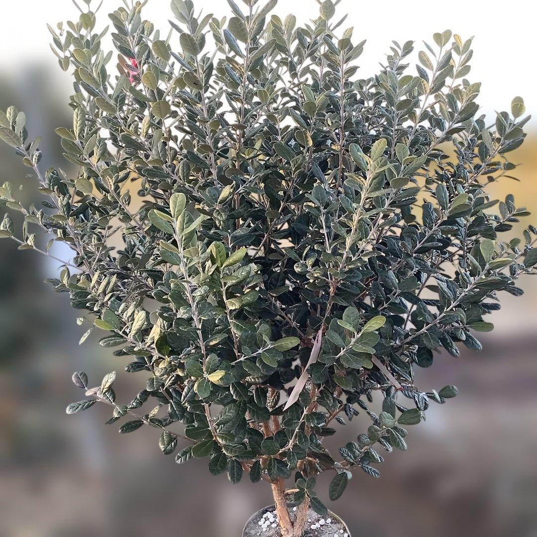 8-1果樹【フェイジョア】樹高約101cm【送料込み】