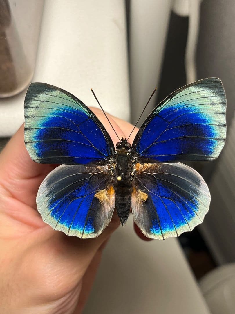 アグリアスベアティフィカラカウメイ ♂　ペリクレスミイロタテハ 蝶標本 昆虫