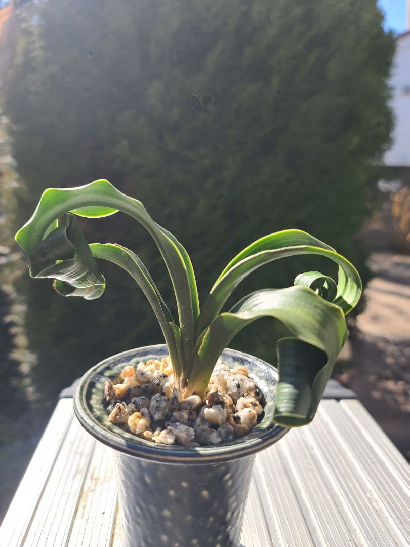 糸覆輪獅子　現場青　万年青