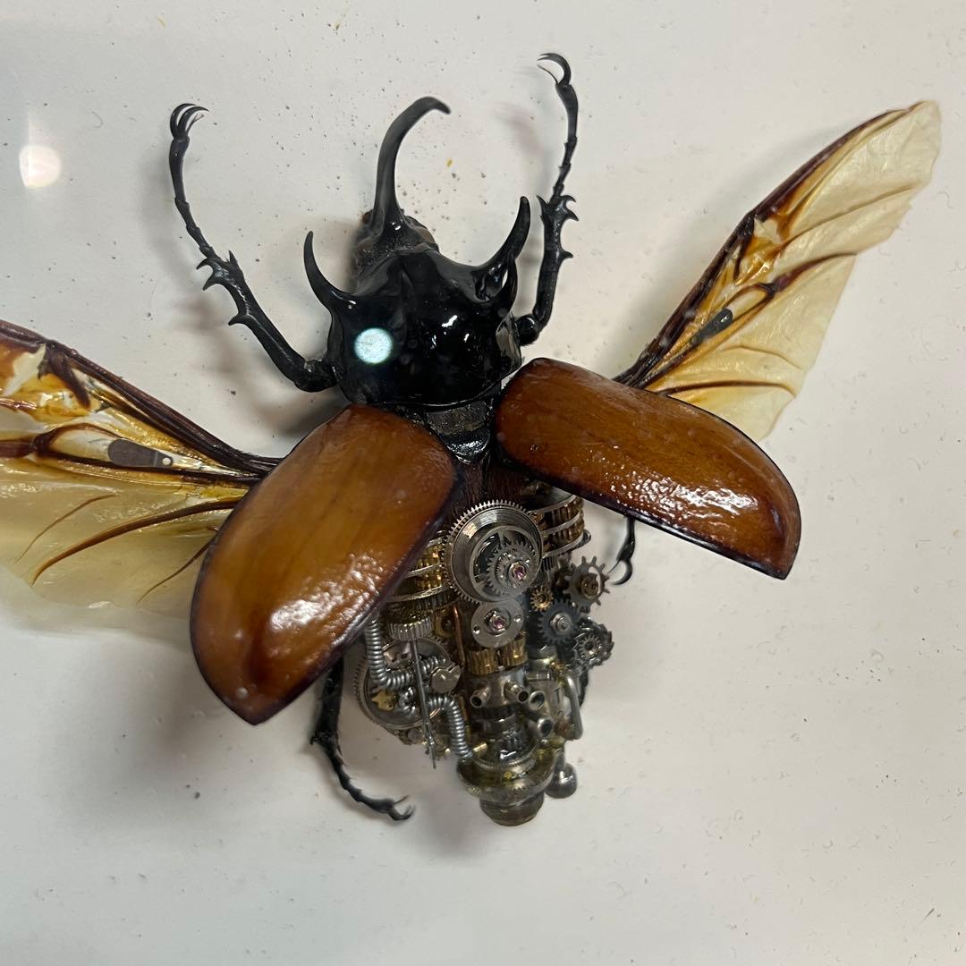 【美品】昆虫標本 甲虫 オブジェ 標本フレーム 木製 インテリア　カブトムシ