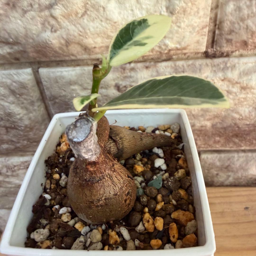 ❤︎パンダガジュマル　斑入り　新芽あり 3号鉢❤︎