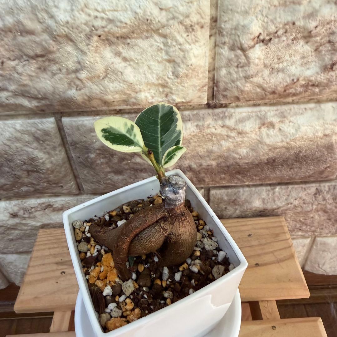 ❤︎パンダガジュマル　斑入り　新芽あり 3号鉢❤︎