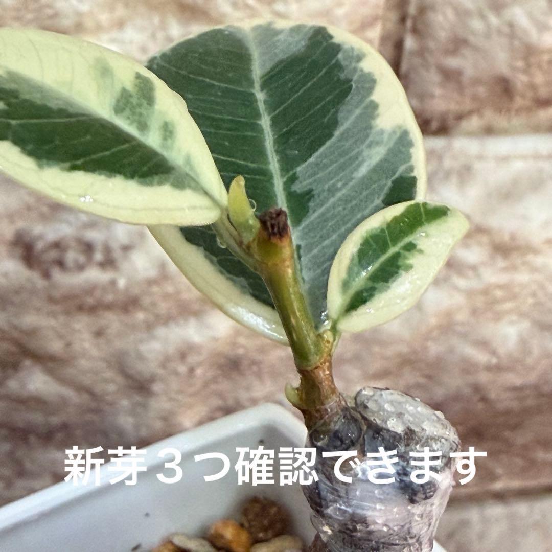 ❤︎パンダガジュマル　斑入り　新芽あり 3号鉢❤︎