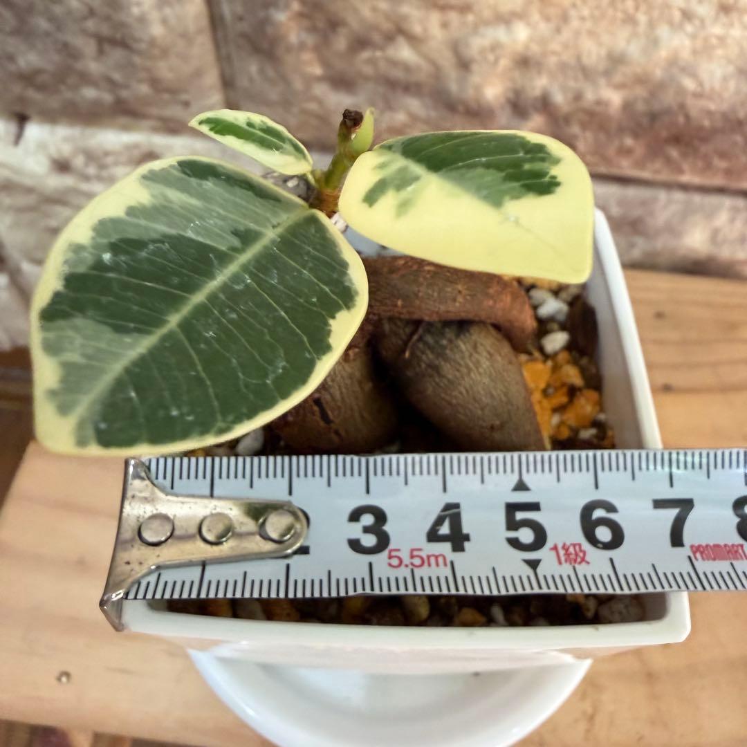 ❤︎パンダガジュマル　斑入り　新芽あり 3号鉢❤︎