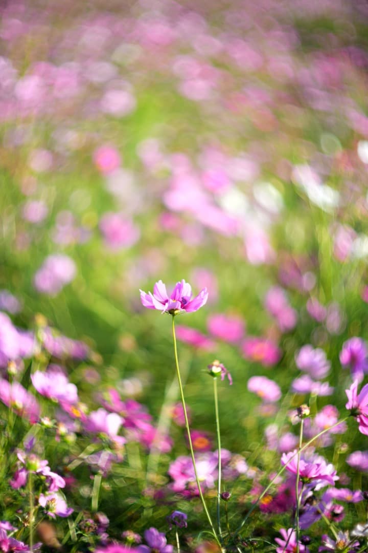 新品未開封 TTArtisan 75mm F1.5 M42 単焦点 スワリーボケ