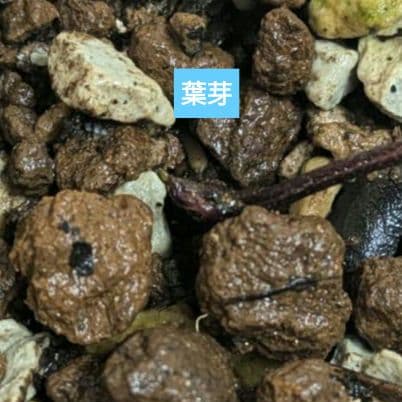 クリスマスローズ　dd　ピンク　ニゲル　アッシュードセルフ実生２年３号ポット　苗