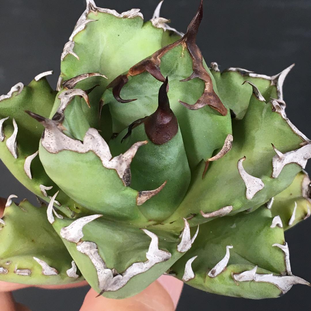 【稀少】2 オアハカオテロイ コンパクタ 強棘肉厚短葉タイプ アガベチタノタ